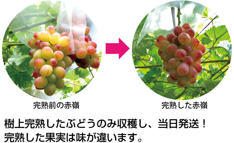 樹上完熟したぶどうのみ収穫し、当日発送