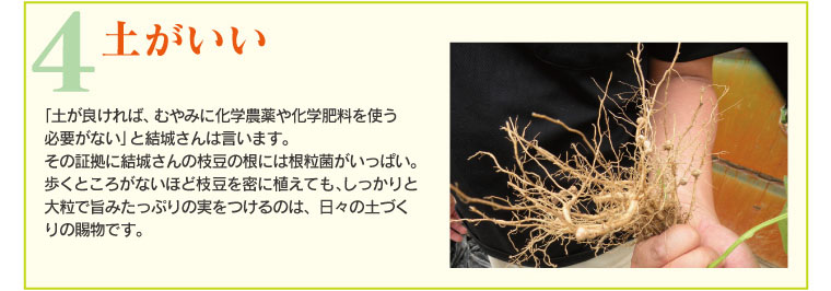 土がいい。結城さんの枝豆の根には根粒菌がいっぱい。
