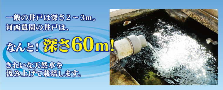 一般の井戸の深さ2～3m。河西農園の井戸はなんと！深さ60m！