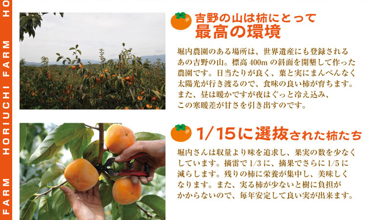 奈良県・吉野の山は柿に最高の環境。数より味を優先。