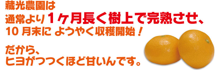 藏光農園は通常より1ヶ月長く樹上で完熟させ、 10月末に ようやく収穫開始！ だから、ヒヨがつつくほど甘いんです。