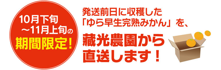 10月下旬～11月上旬の期間限定! 発送前日に収穫した「ゆら早生完熟みかん」を、 藏光農園から直送します!