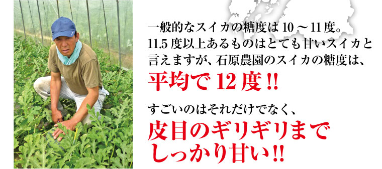 一般的なスイカの糖度は11度。11.5度以上あるものはとても甘いと言えますが、石原農園のスイカは平均で12度！しかも皮目ギリギリまでしっかり甘い！