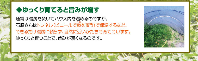 ゆっくり育てると旨みが増す。通常は暖房を焚いてハウス内を温めますが、石原さんはトンネルなどで、できるだけ暖房に頼らず、自然に近い形で育てています