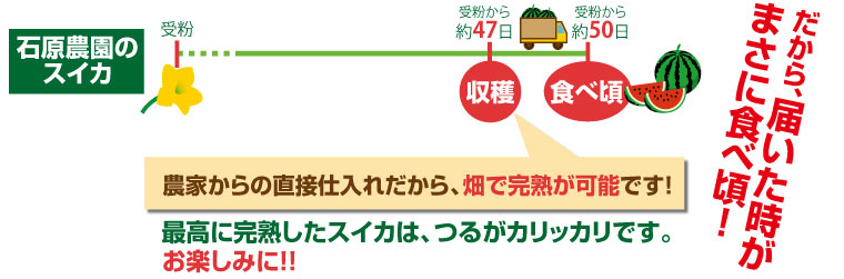 農家からの仕入れだから、畑で完熟が可能に！届いたときがまさに食べ頃。