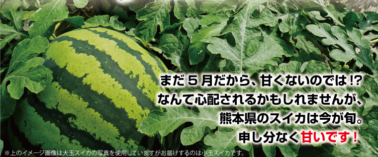 5月だから甘くないのでは？と心配されるかもしれませんが、熊本県のスイカは今が旬。申し分なく甘いです！