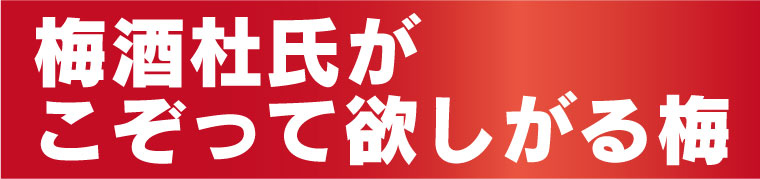 梅酒杜氏がこぞって欲しがる梅です