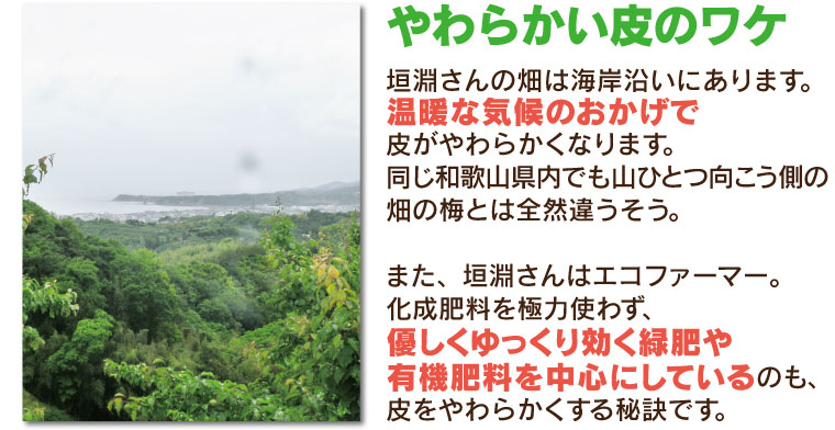 やわらかい皮のワケ。温暖な気候のおかげ。有機肥料を中心にしている。