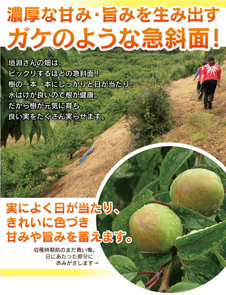 急斜面で水はけがよいので根が健康。だから樹が元気に育ち、良い実をたくさん実らせます。