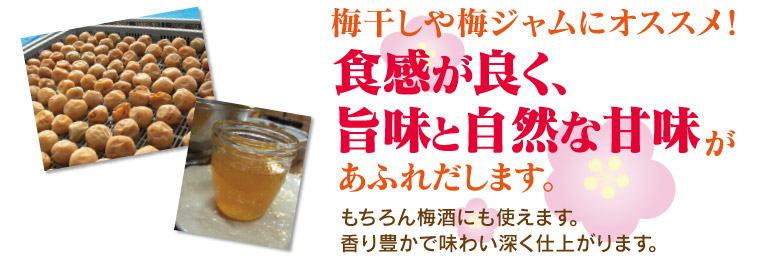 藏光農園の完熟南高梅は、梅干しや梅ジャムにオススメ！食感が良く、旨味と自然な甘味があふれだします。 