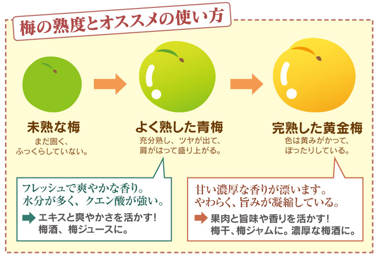 梅の熟度とオススメの使い方