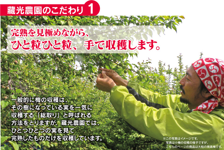 藏光農園のこだわり①完熟を見極めながら、ひと粒ひと粒、手で収穫します。