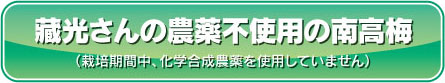 藏光さんの農薬不使用の南高梅（栽培期間中、化学合成農薬を使用していません）