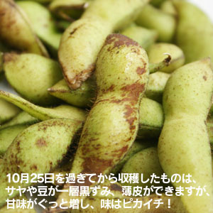 10/25～サヤや豆が一層黒ずみますが、味はピカイチ！