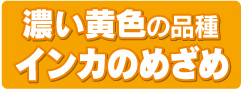 濃い黄色の品種インカのめざめ