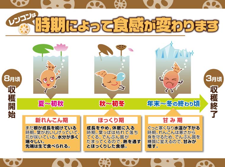 レンコンは時期により味が変わります。新レンコン期、ほっくり期、甘み期