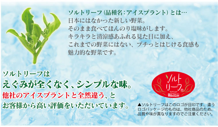 ソルトリーフ 約60g 埼玉 アイスプラント 野菜 葉の野菜 農家の台所 Web Shop ソルトリーフ 約60g 埼玉 アイスプラント 野菜 葉の野菜 農家の台所 Web Shop