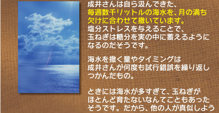 毎週数千リットルの海水を月の満ち欠けに合わせてまいています。塩分ストレスを与えると、タマネギは糖分を実の中に蓄え、甘くなるのだそうです。