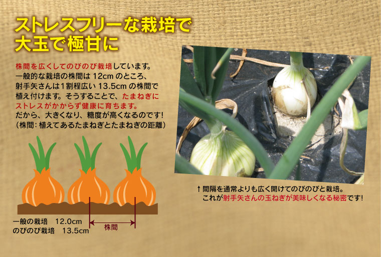 甘い・肉厚・大玉の泉州たまねぎが育つのは、株間を広くしのびのび栽培しているから。