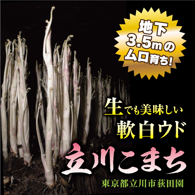 地下3.5mの穴奥育ち！生でも美味しい軟白ウド（東京ウド）「立川こまち」