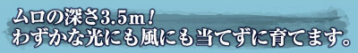 ムロの深さ3.5m！わずかな光にも風にも当てずに育てます。